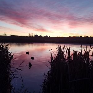 Meet your Posher, Les